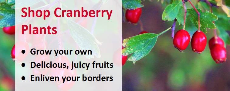 Shop cranberry plants banner